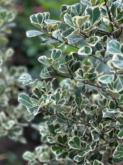 斑葉三角榕｜Ficus Triangularis Variegata