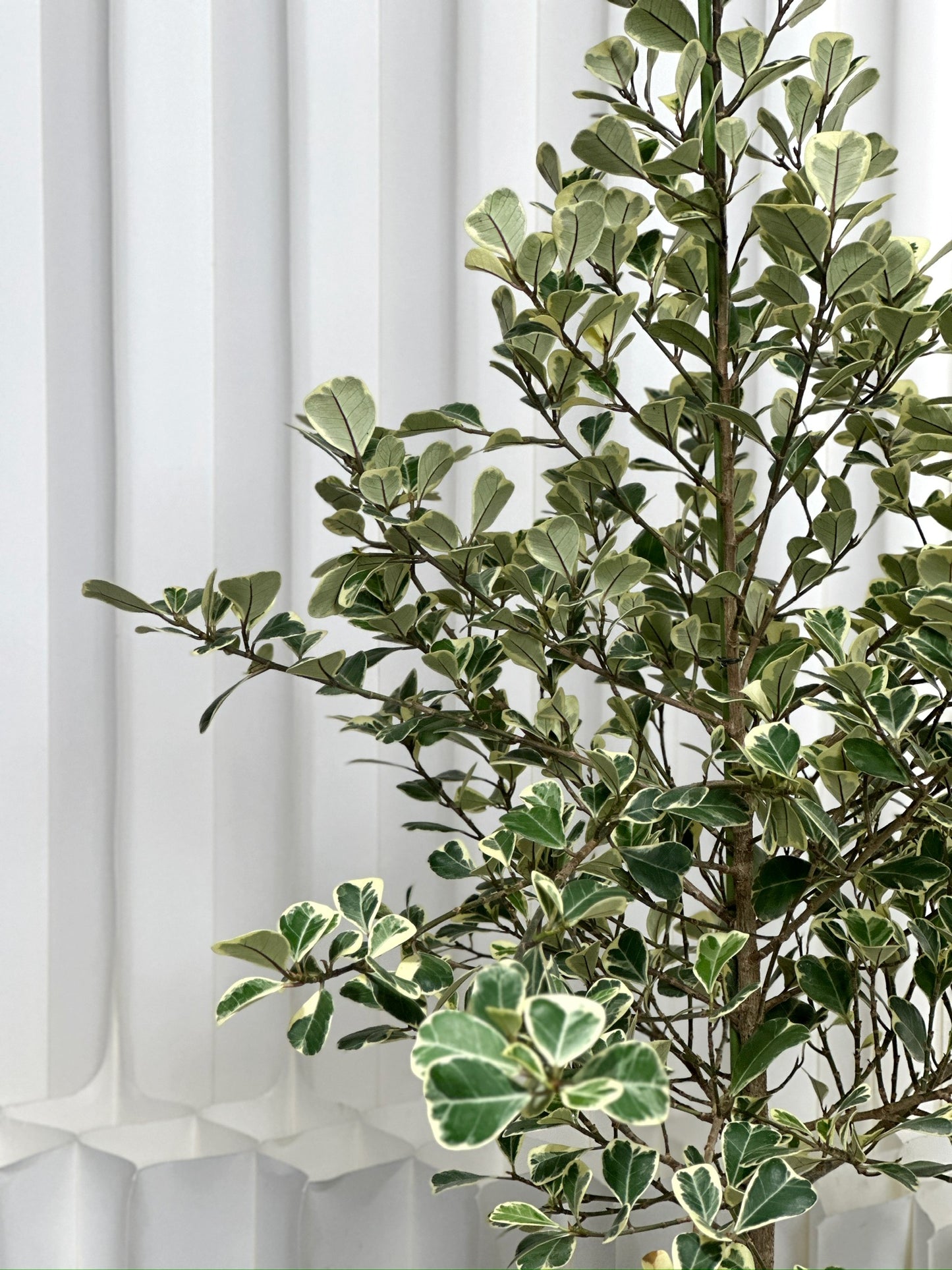 斑葉三角榕｜Ficus Triangularis Variegata