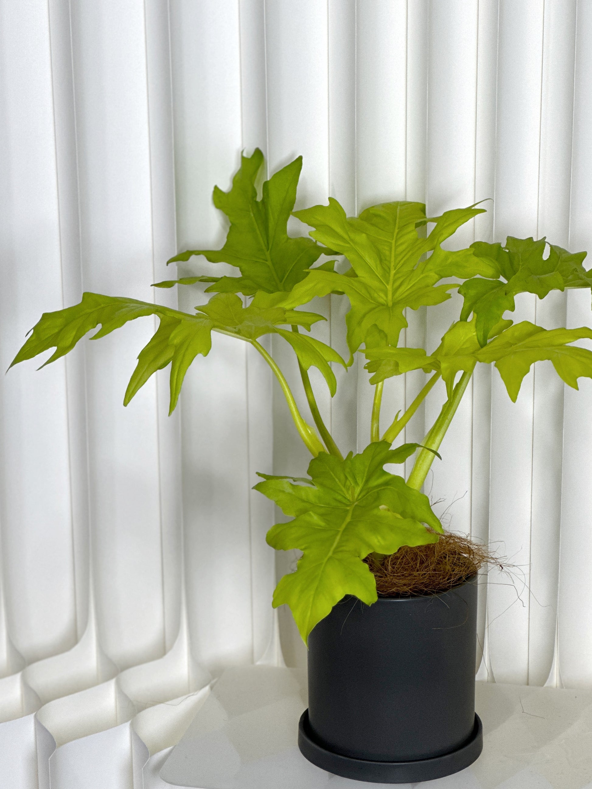 philodendron warszewiczii 'aurea flavum' 黃金春羽|Philodendron warscewiczii 'Aurea Flavum' – Jungle Corner
