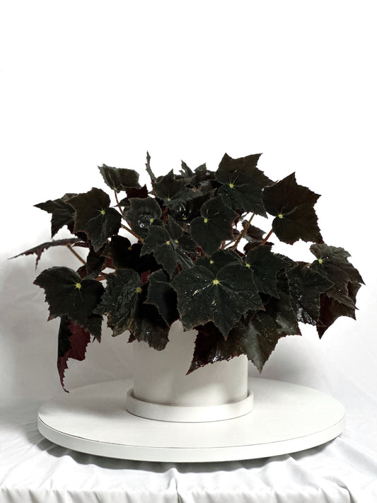 黑天鵝秋海棠 | Begonia 'Black Velvet'