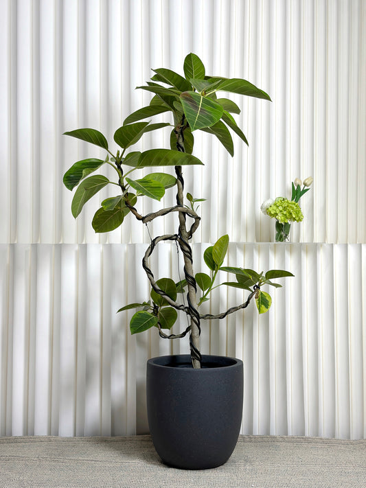 造型斑葉高山榕(富貴榕) | Styled Ficus Benghalensis Variegata