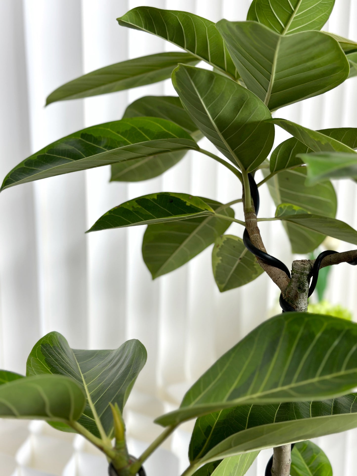 造型斑葉高山榕(富貴榕) | Styled Ficus Benghalensis Variegata