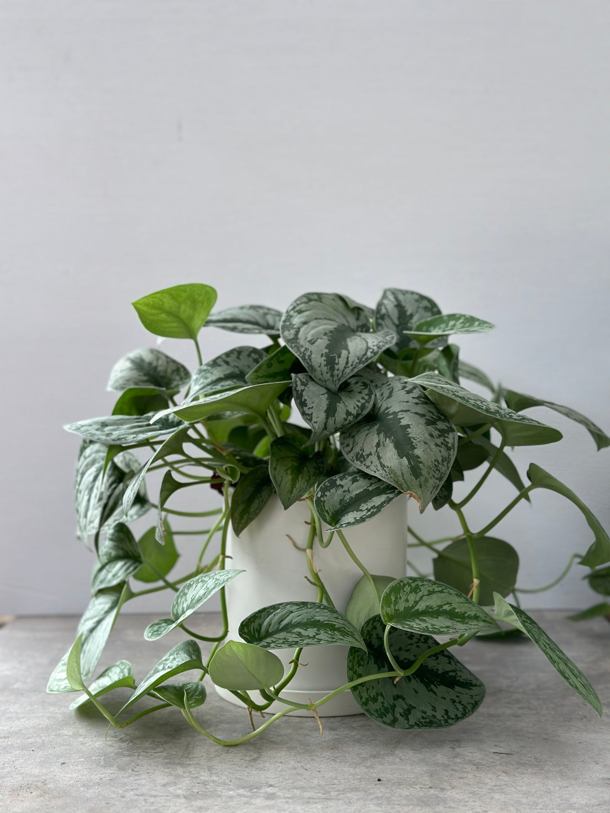 pothos plant 中文 銀班葛|Satin Pothos – Jungle Corner