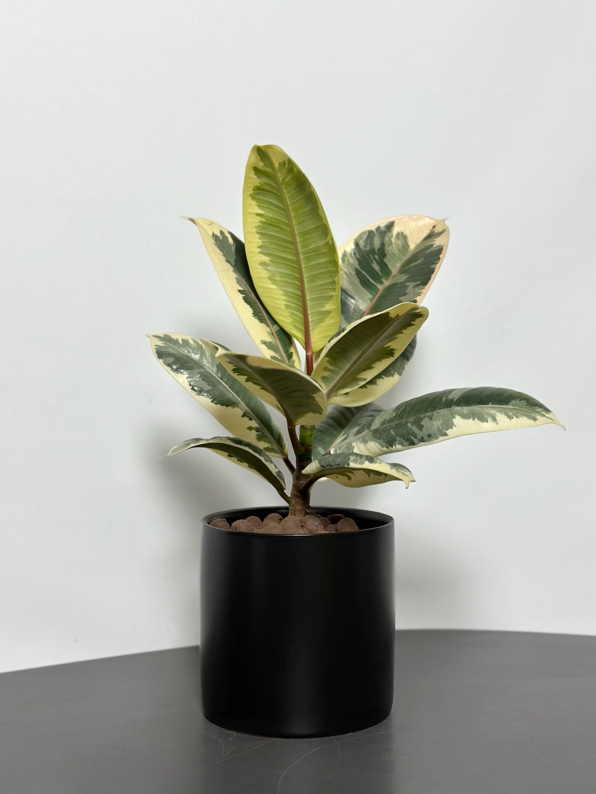 Variegated Rubber Tree｜Ficus Elastica Variegata – Jungle Corner