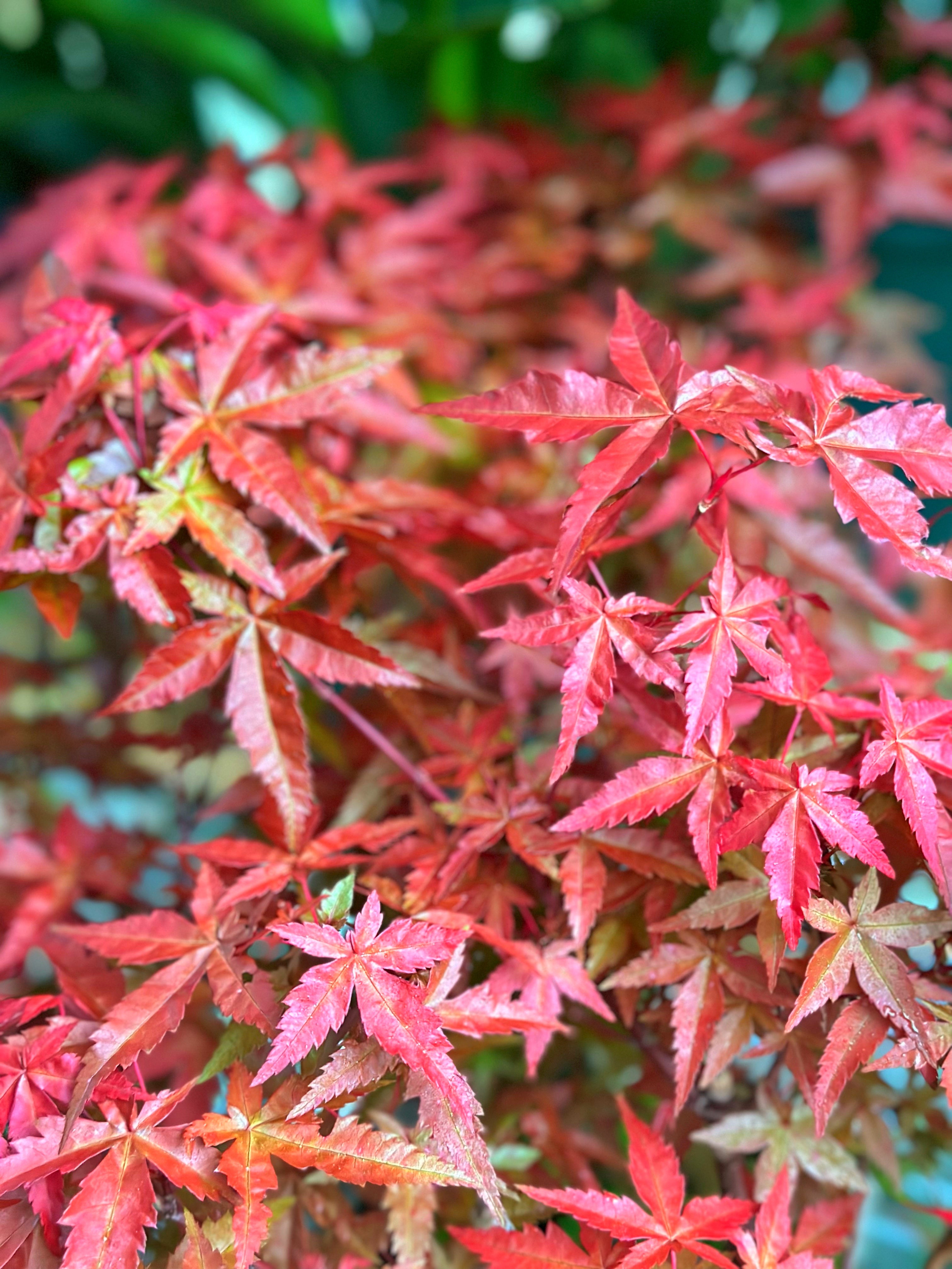 紅楓｜Red Maple