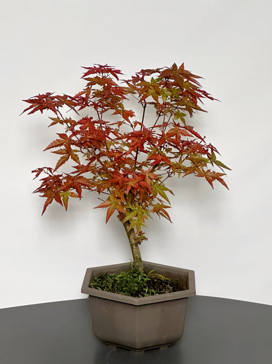 紅楓|Red Maple