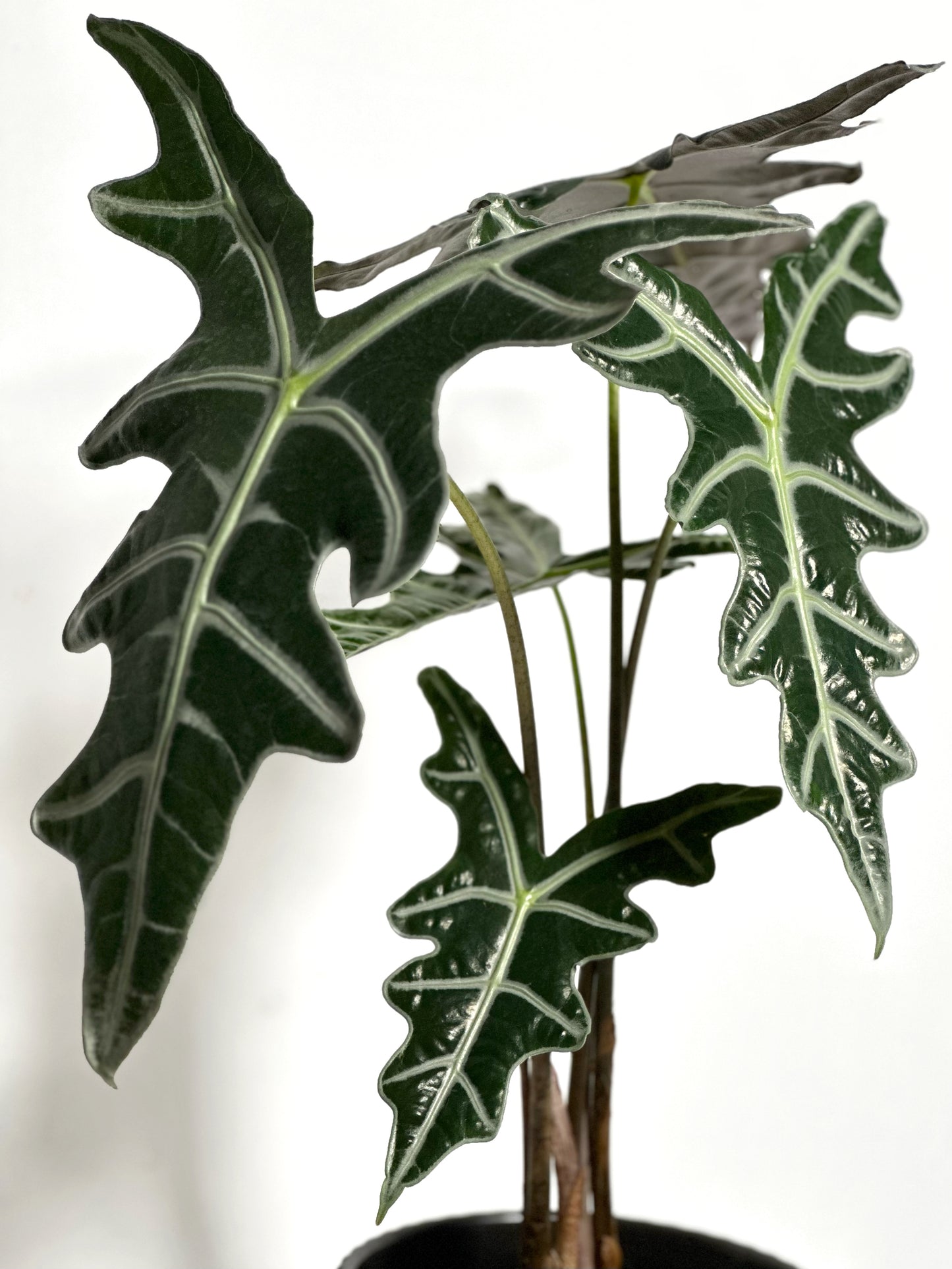 諾比觀音蓮 | Alocasia nobilis