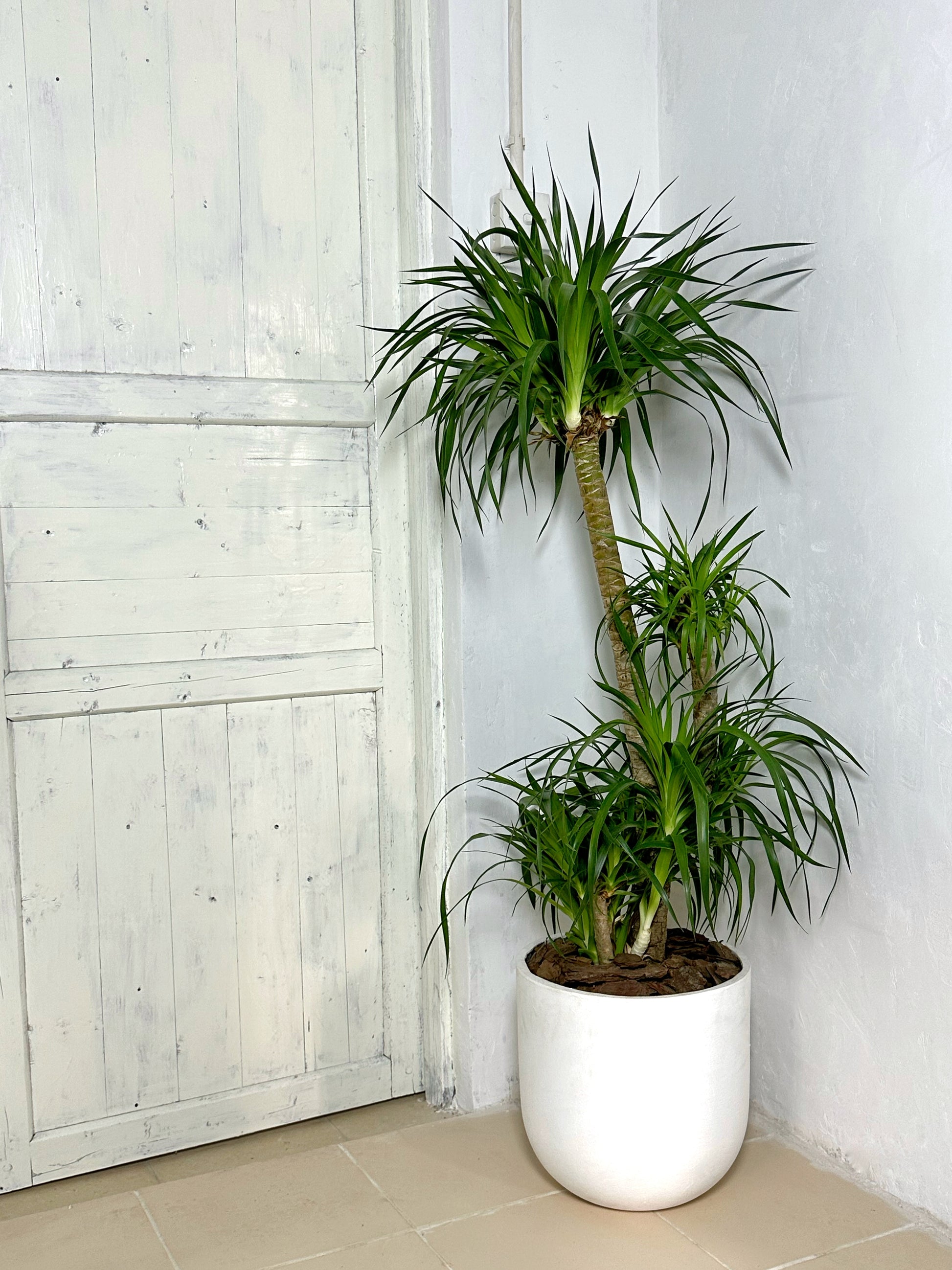 dracaena cochinchinensis 龍血樹