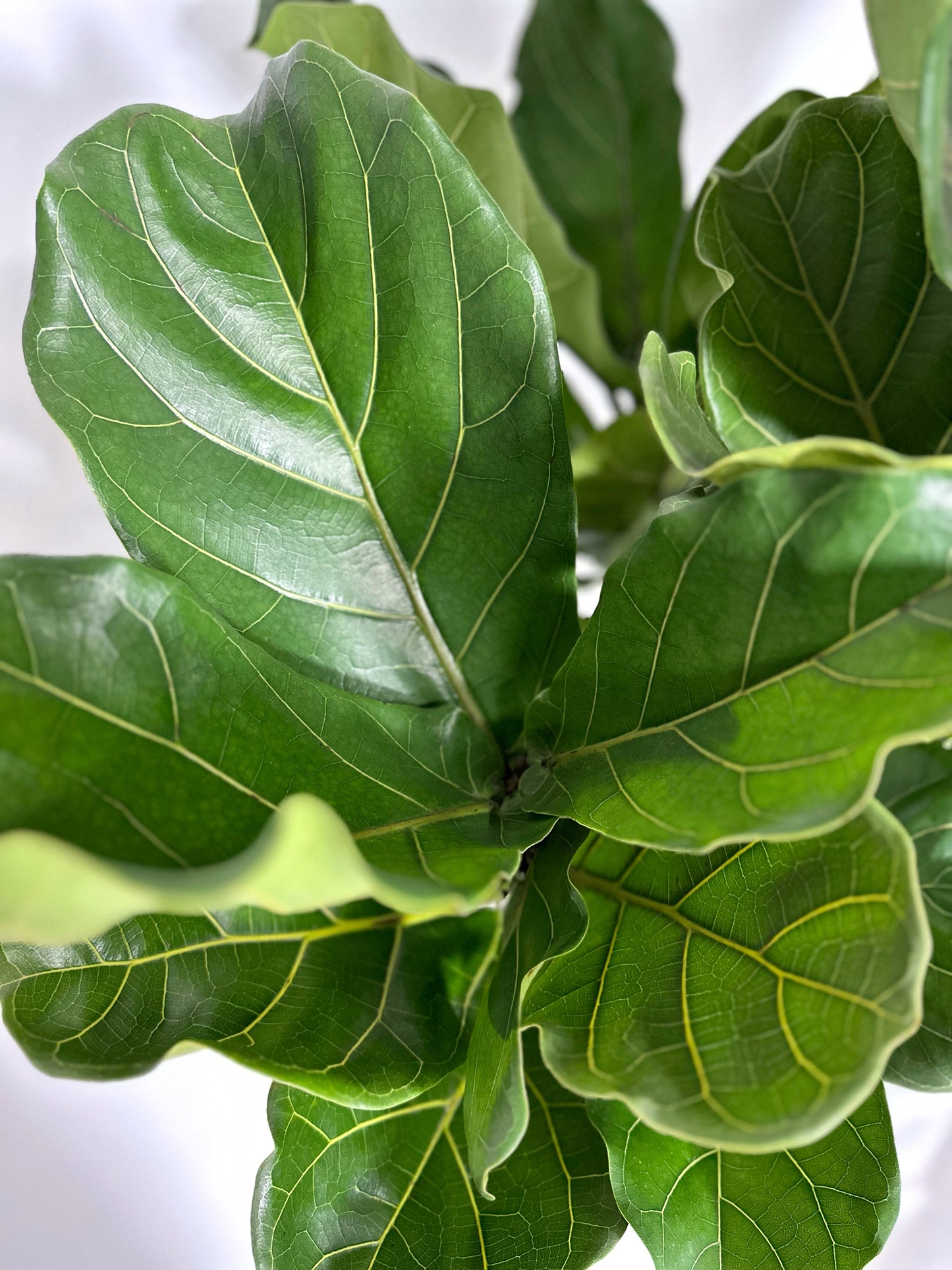 琴葉榕 | Fiddle Leaf Fig
