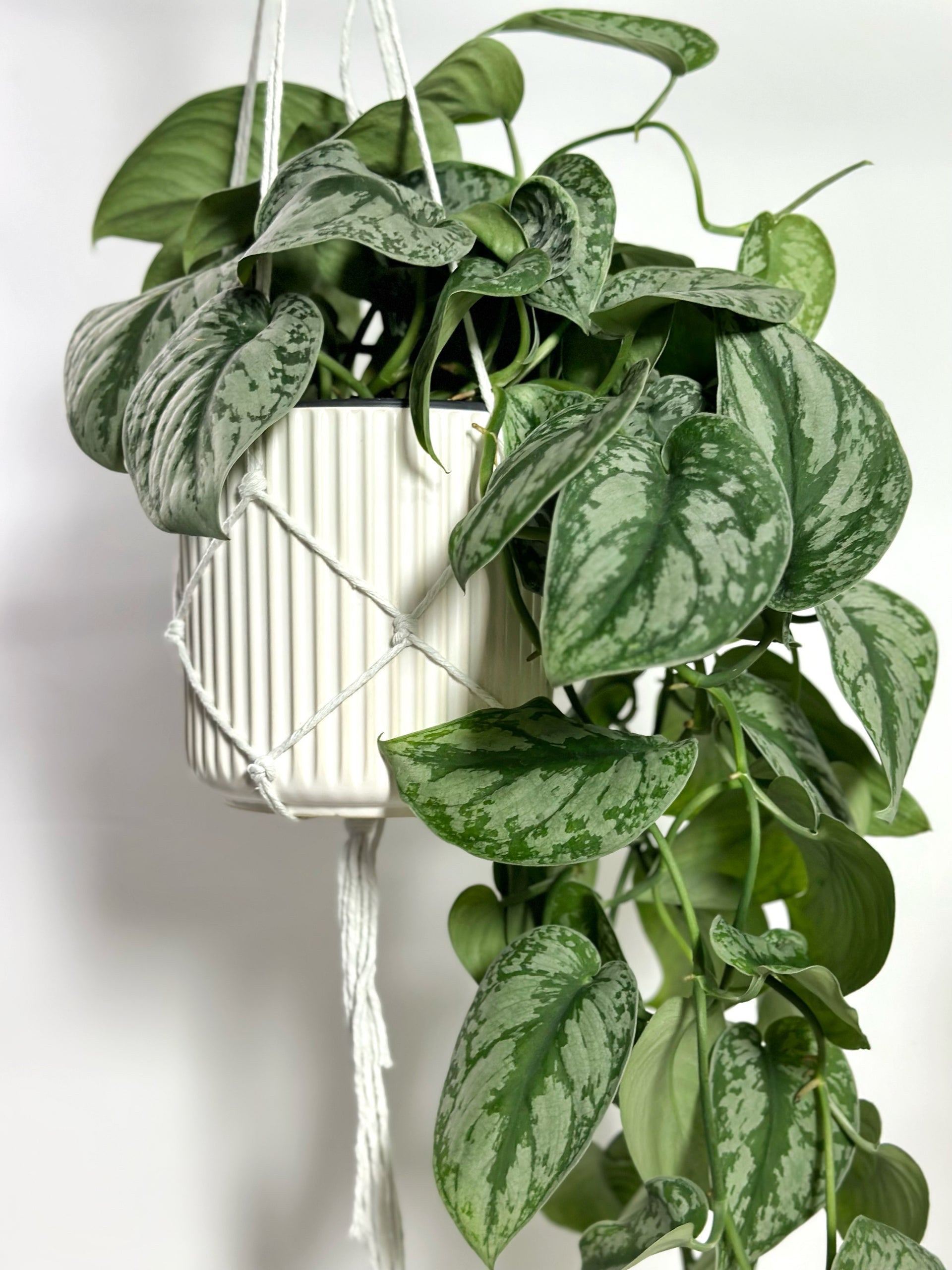 silver pothos hanging Satin pothos (Hanging Plants)