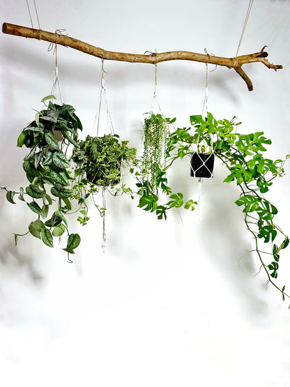 satin pothos 中文 銀斑葛(垂吊)