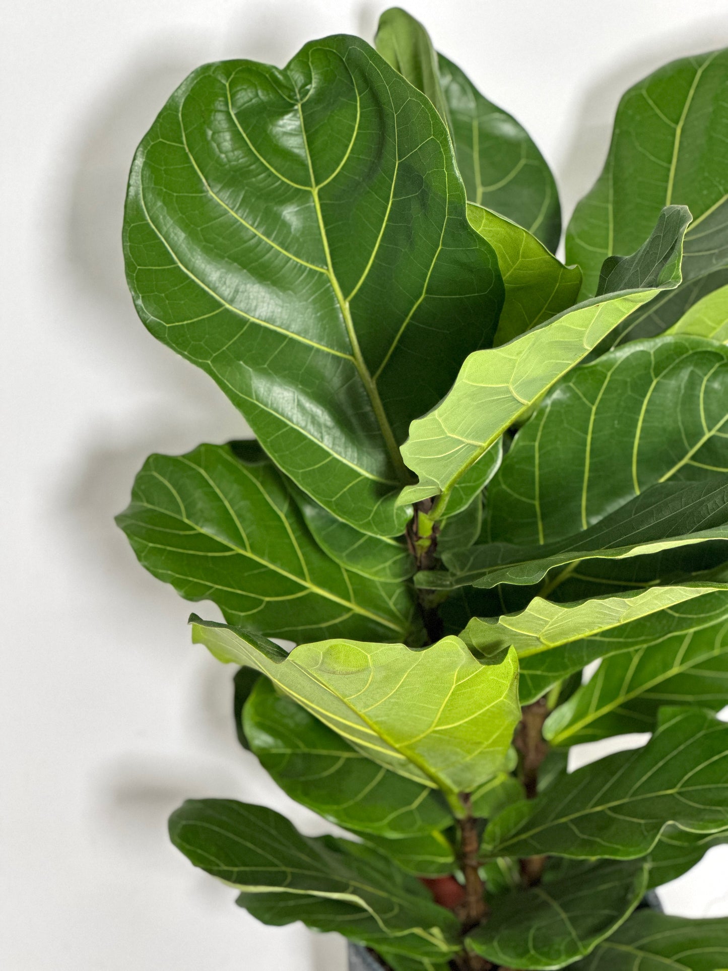 琴葉榕(中型) | Fiddle Leaf Fig