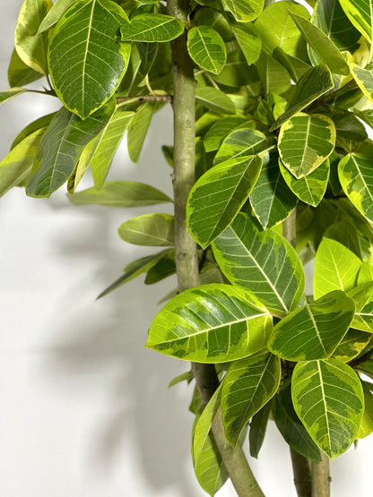 斑葉高山榕(富貴榕) | Ficus Benghalensis Variegata