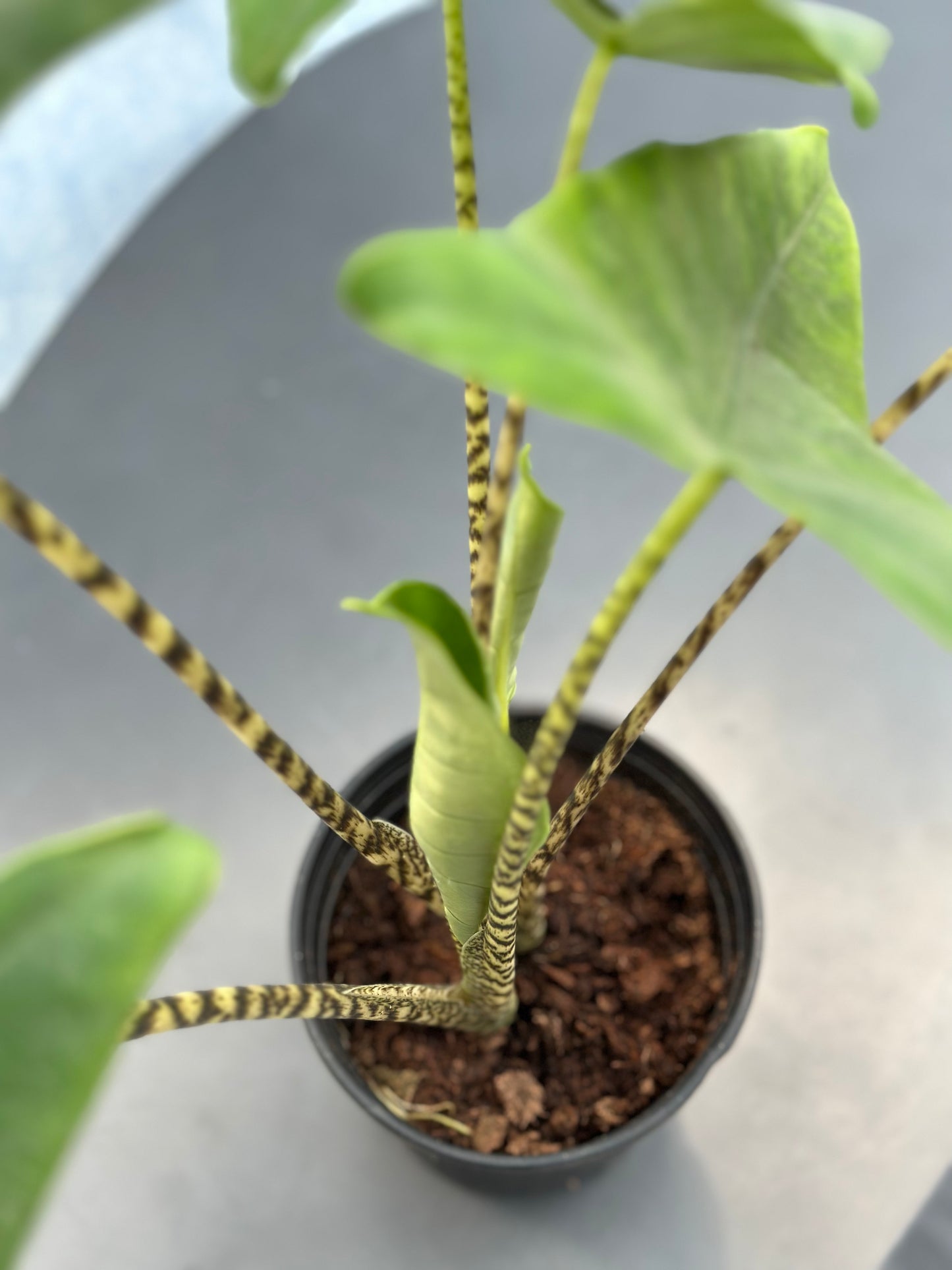 班馬觀音蓮 | Alocasia zebrina