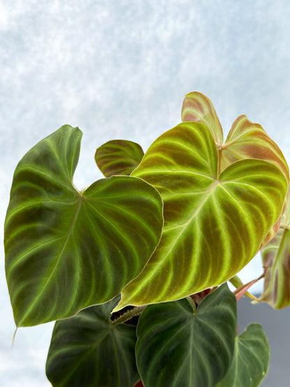 philodendron 植物 明脈蔓綠絨| Philodendron gloriosum – Jungle Corner