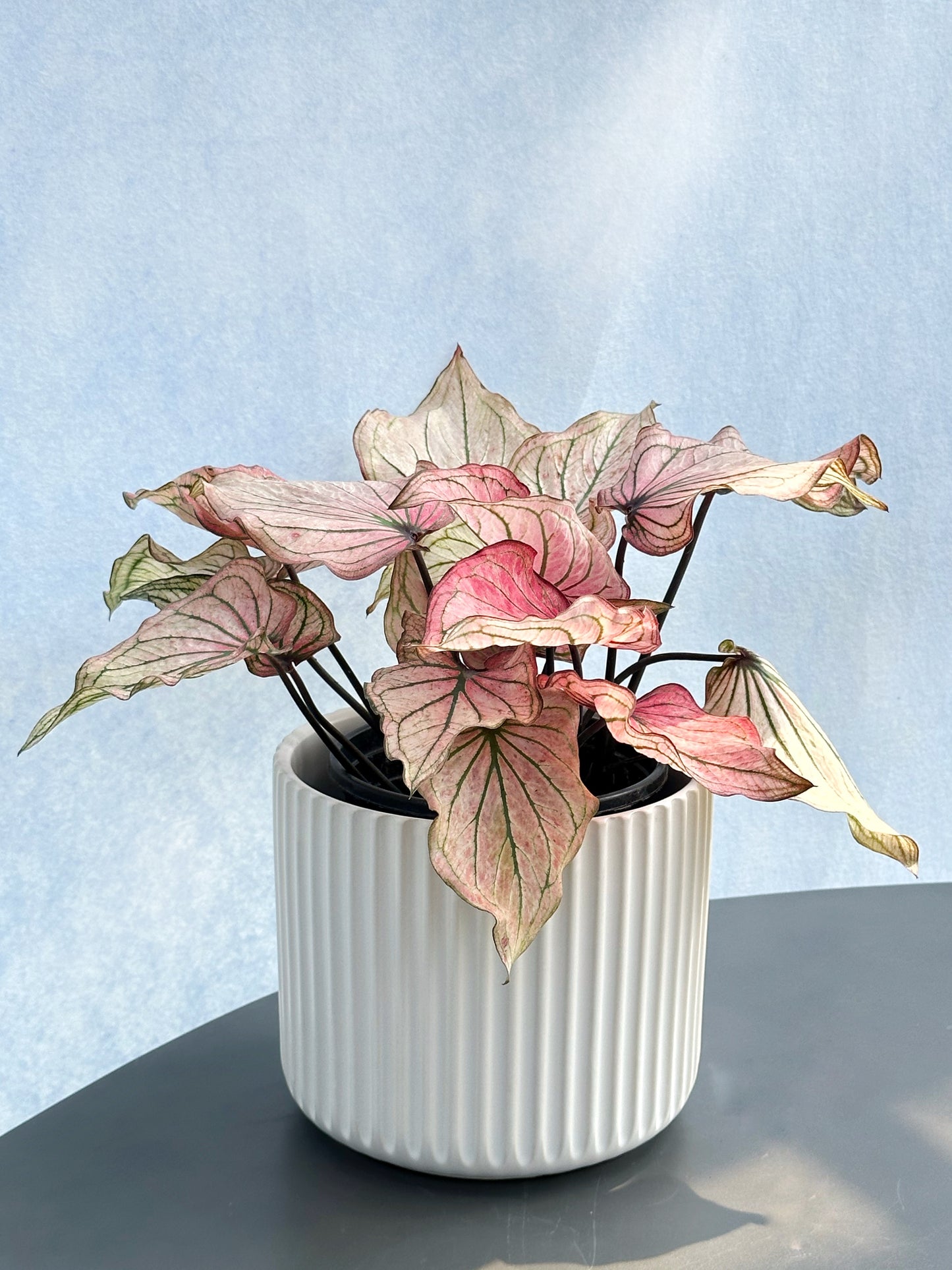 彩葉芋#1-Pink 'Lady god' | Caladium bicolor