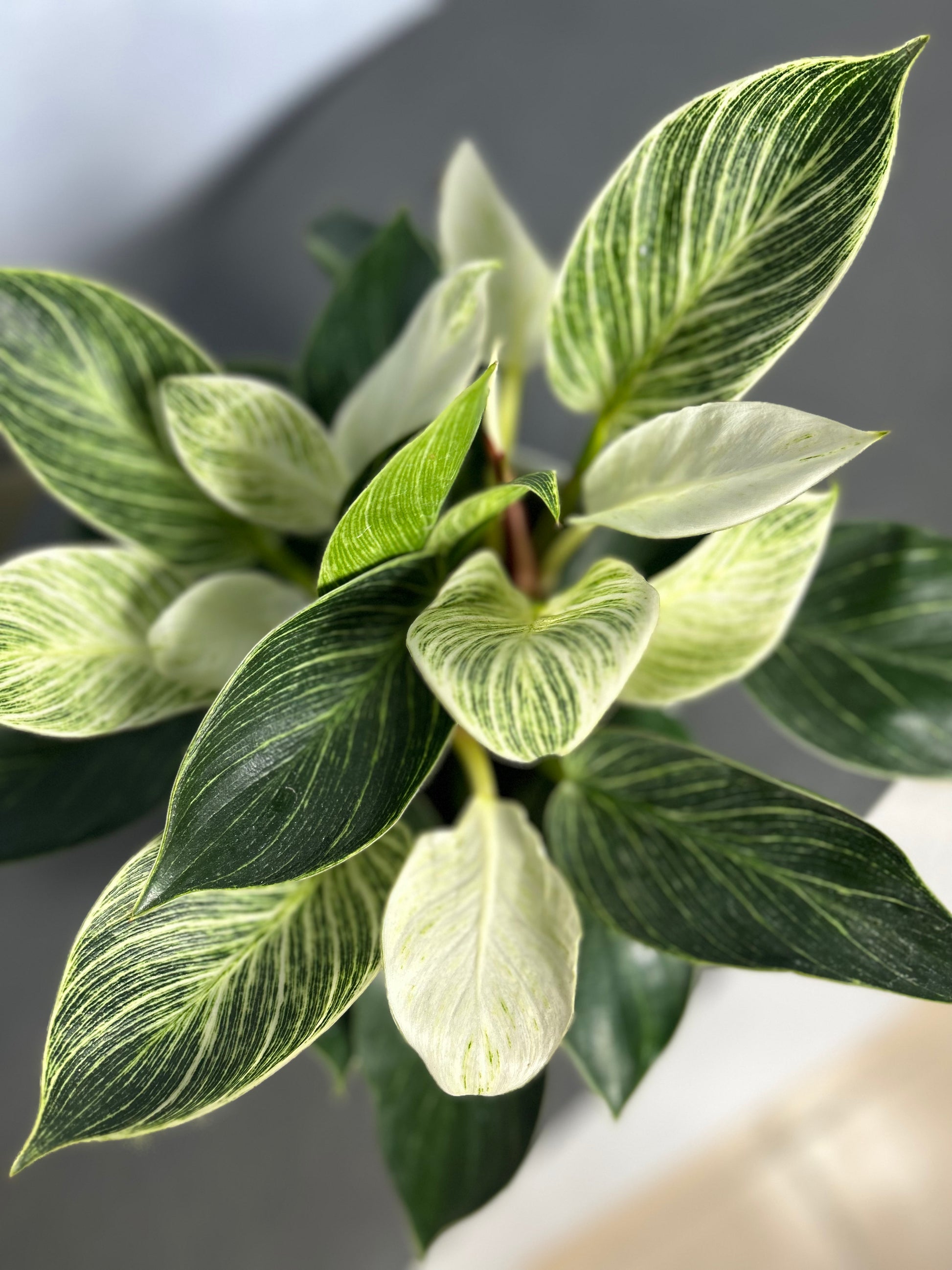 philodendron birkin中文 鉑金蔓綠絨| Philodendron Birkin – Jungle Corner