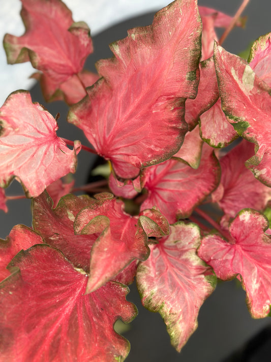 彩葉芋#4-Flaming Heart | Caladium bicolor