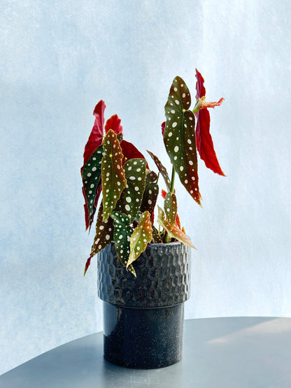鱒魚秋海棠 | Begonia maculate