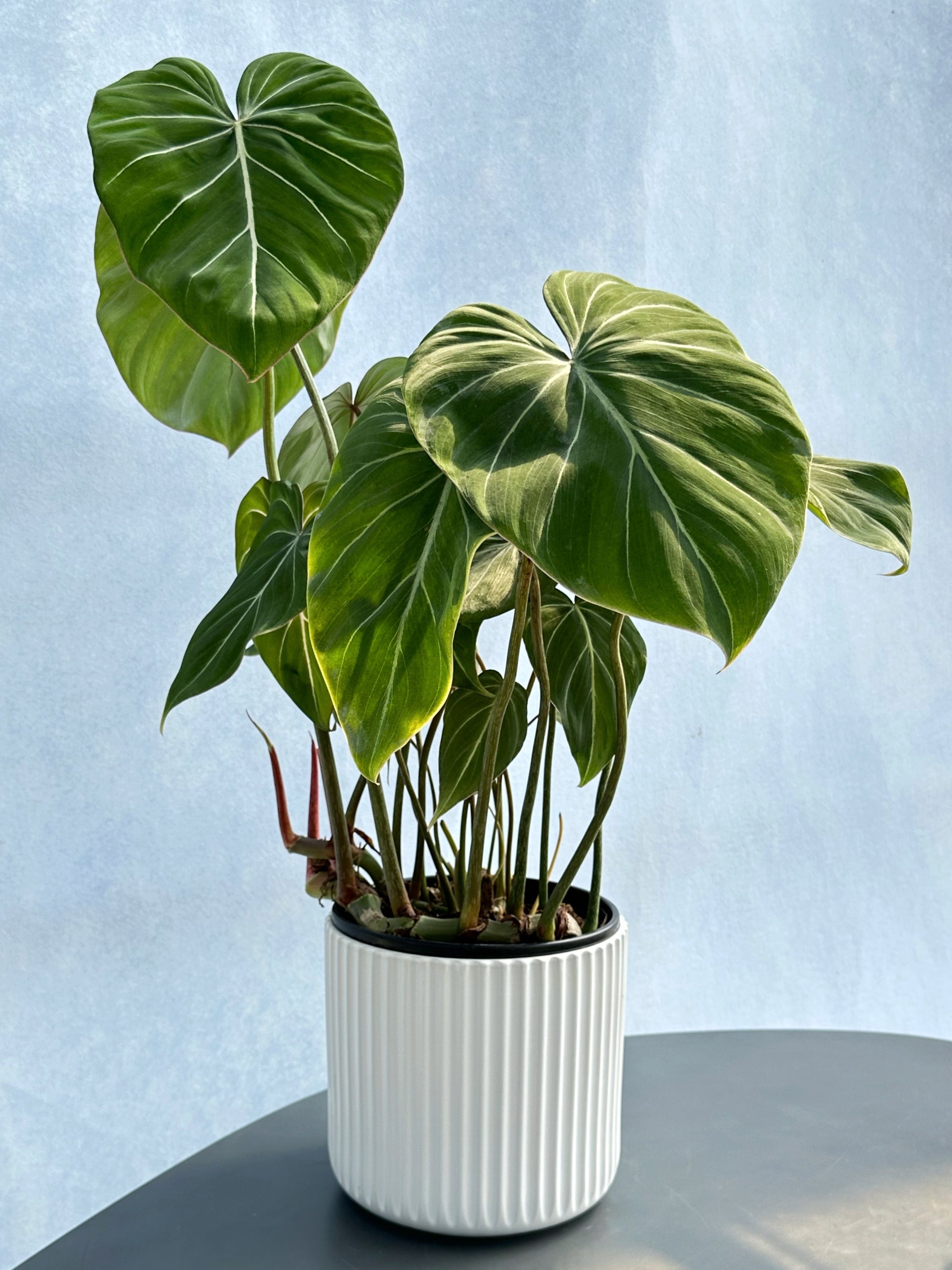philodendron 是什么 明脈蔓綠絨| Philodendron gloriosum – Jungle Corner