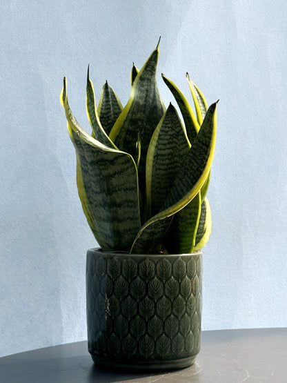 sansevieria 中文 金邊虎尾蘭
