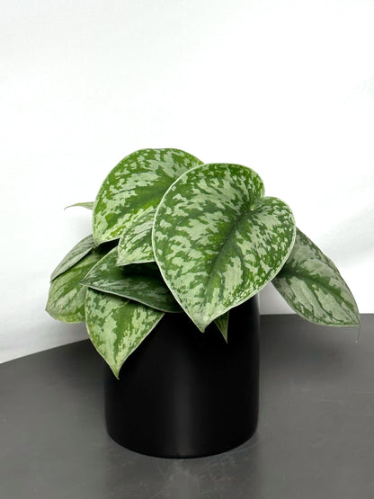 satin pothos 中文 銀班葛|Satin Pothos – Jungle Corner