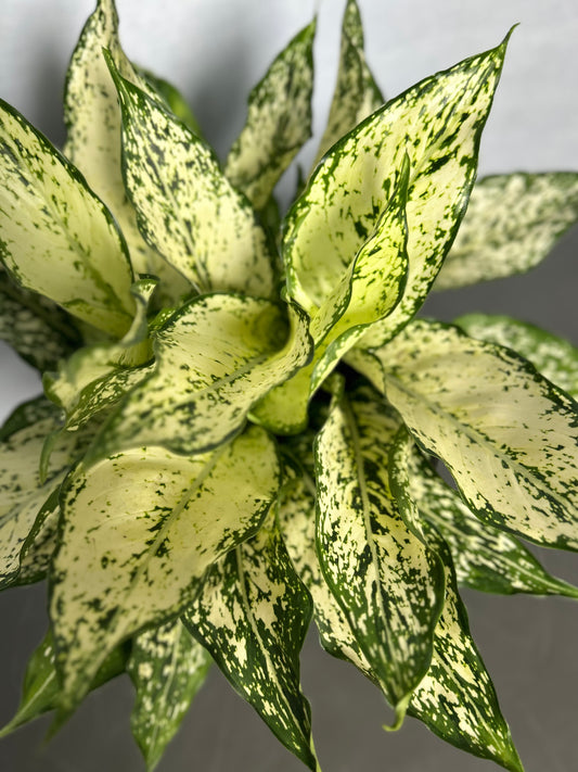 白雪公主粗肋草 | Aglaonema Snow White
