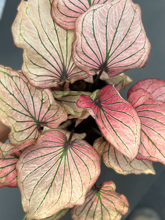 Caladium bicolor#1-Pink 'Lady god' | Caladium bicolor